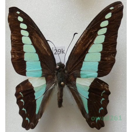 Graphium sarpedon Linnaeus, 1758 Indonesia, Sulawesi 55mm29k